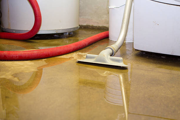 Best Mold removal after water damage  in Stewartville, MN